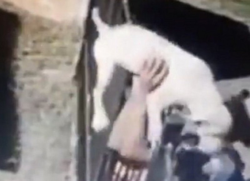 Cuando el delincuente advirtió que el vídeo estaba en redes sociales, no escatimó en comunicarse con un paseador de perros, le entregó al animal y le pagó para que lo devolviera a sus dueños. 