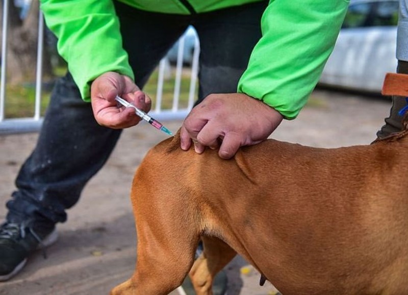 Con postas itinerantes, en la ciudad de San Miguel habrá vacunación y castración gratuita del 3 al 5 de abril en Blois 2979, Barrio Santa Anita y San Jorge.