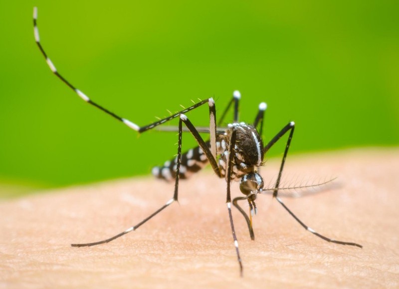Dengue.