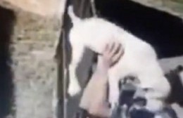 Merlo: jugó con un perro, lo acarició y se lo robó