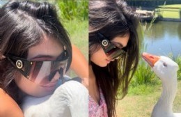 Trágico atropello en barrio privado: murió "Axel", el ganso influencer