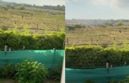 VIDEO | Moreno: nueva usurpación de tierras, con la anuencia de Mariel Fernández