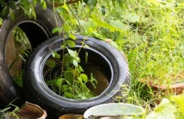 Merlo: buscan prevenir los criaderos de dengue